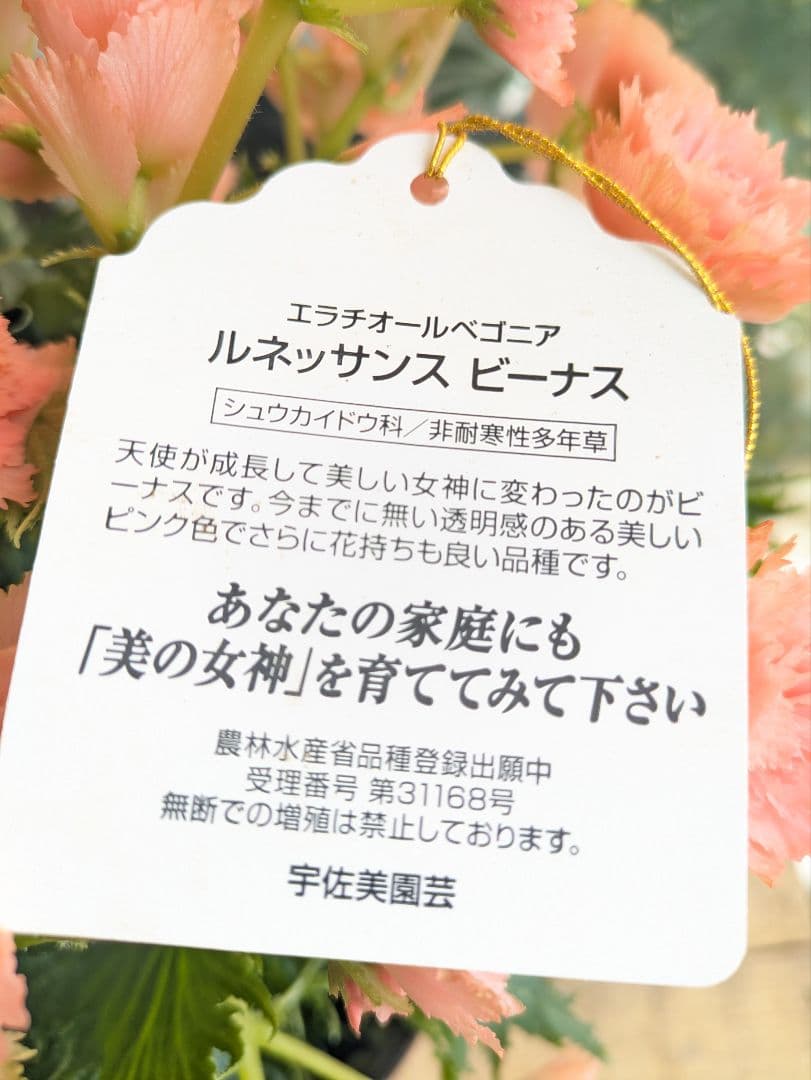 ♡kayo kami様♡