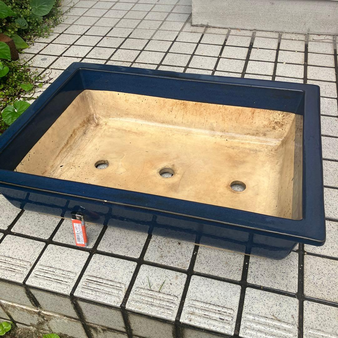 大型　盆栽鉢　21号　希少　黒松　五葉松　真柏 紀州真柏 威風堂々の盆栽を販売｜盆栽妙 – 盆栽妙 本店