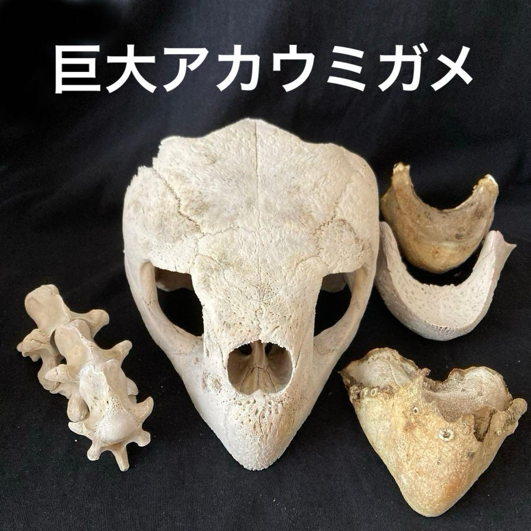 アカウミガメの頭骨、頸椎、クチバシ ウミガメの頭骨・頸椎他 - メルカリ