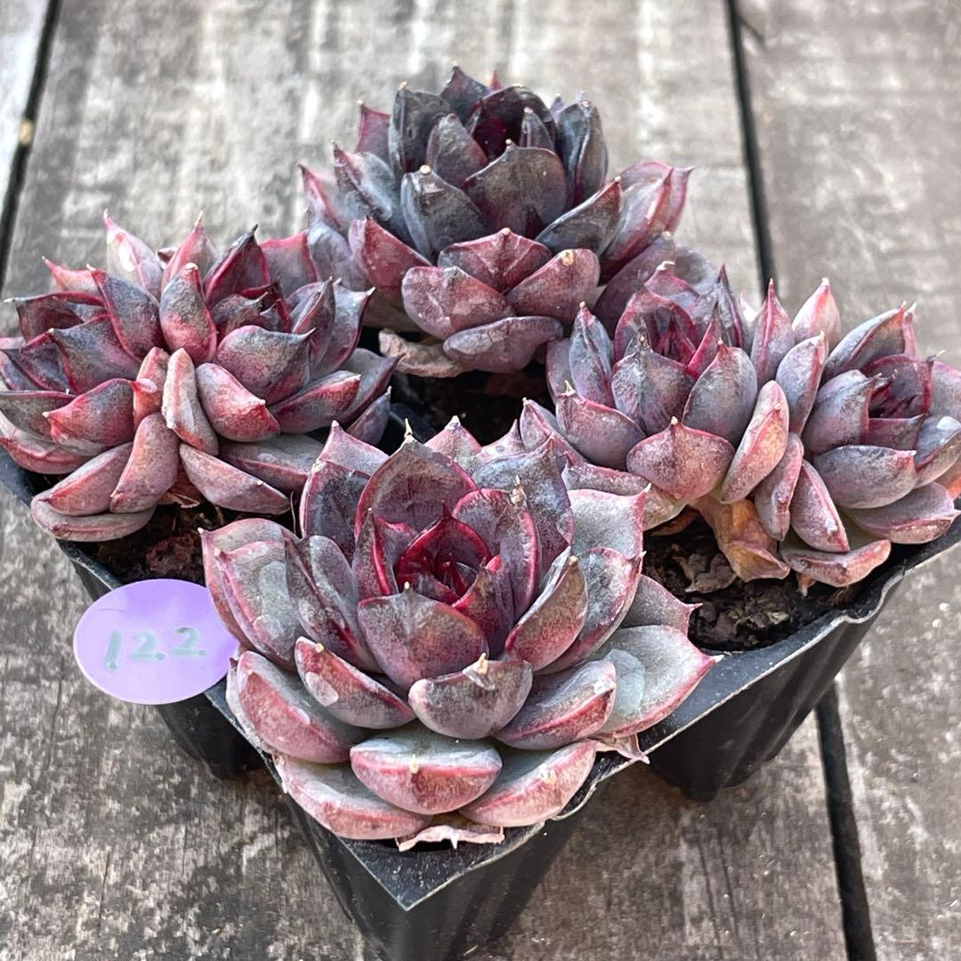 NEW❗️122多肉植物 マウンテンフルーツジェニー 抜き苗 4苗セット