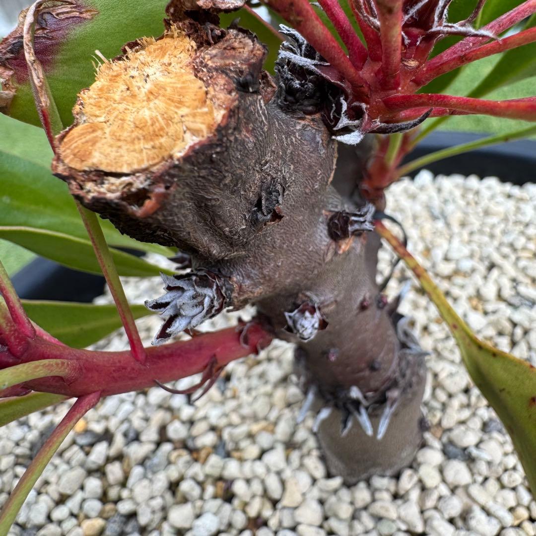 プロテア キングピンク 10号 Protea 