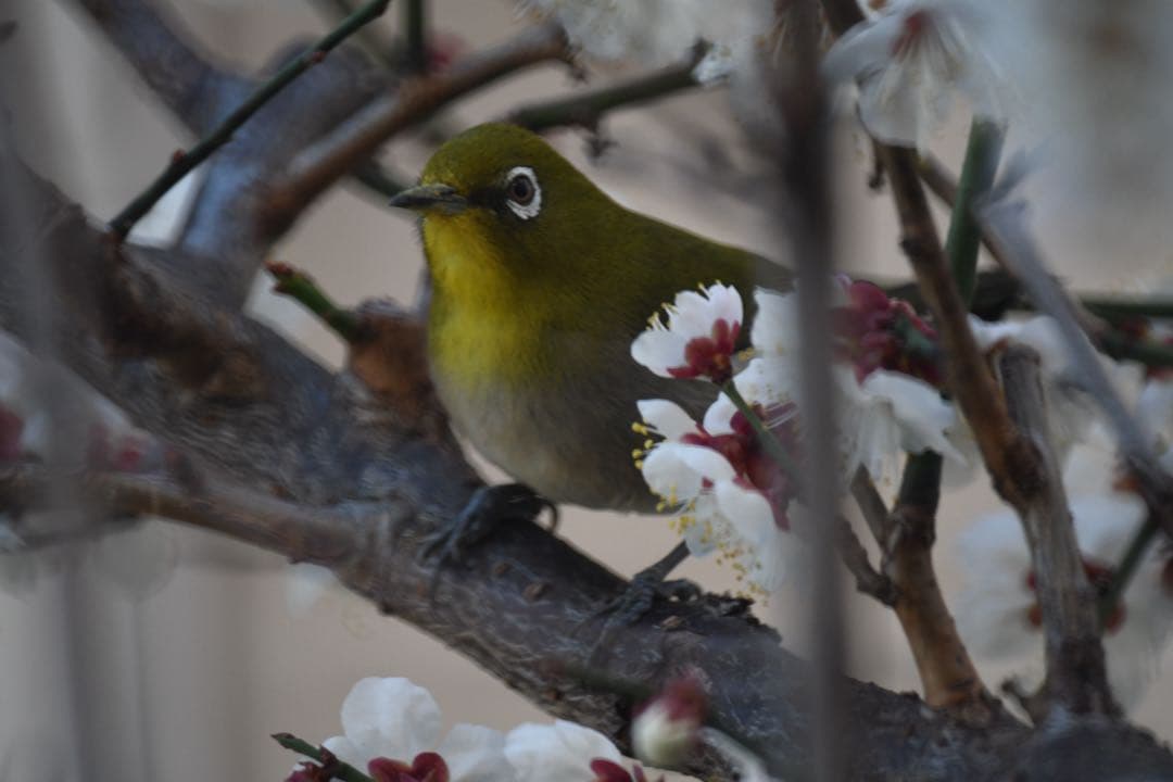 オガチヤン